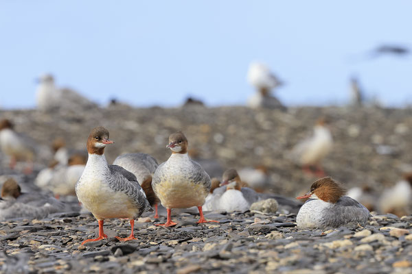 Gaensesaeger , Cammon Merganser , Mergus merganser 0007