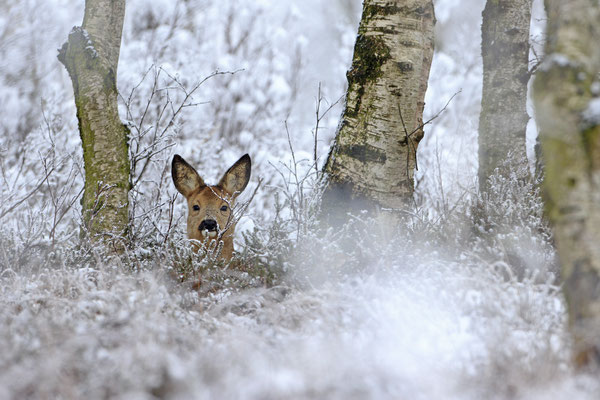 Reh,Ricke,Roe Deer doe,Capreolus capreolus 0208