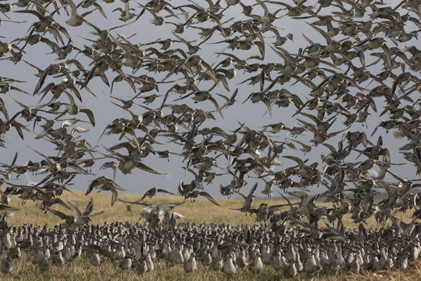 Knutts,Calidris canutus,Red Knots 0007