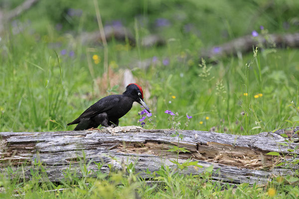 Schwarzspecht,black woodpecker,Dryocopus martius 0008