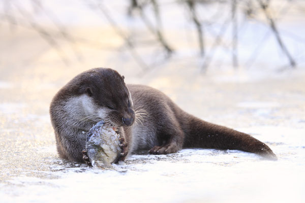 Fischotter,Otter,Lutra lutra 0038