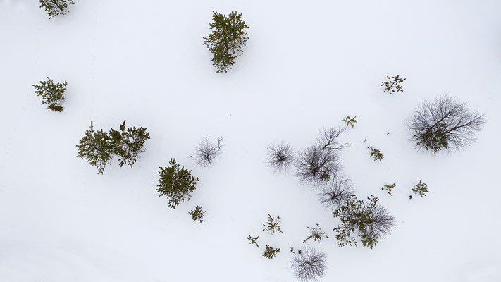 Bäume im Schnee 0152