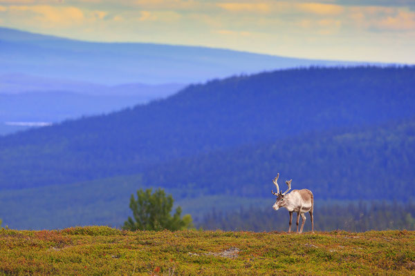 Ren Rentier Rangifer tarandus Reindeer 0012