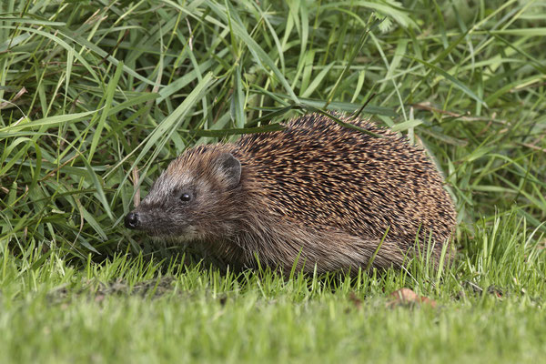 Europaeischer Igel,European Hedgehog,Erinaceus europeas 0005