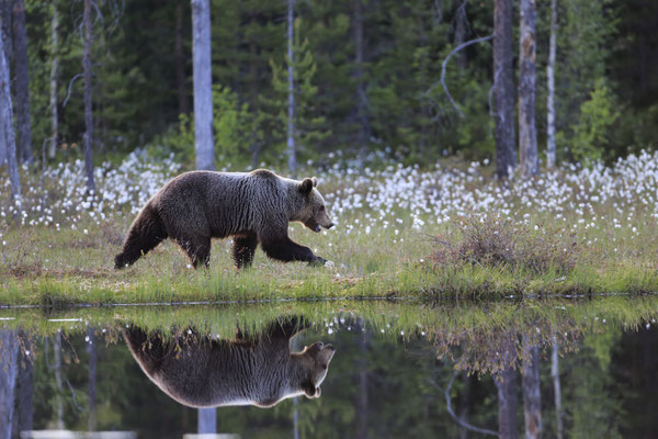 Braunbaer Ursus arctos brown bear 0012