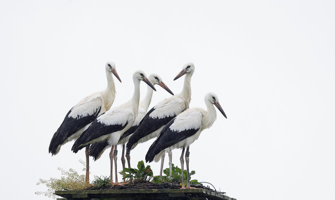 Weissstorch,White Stork,Ciconia ciconia 0176