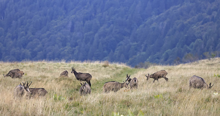 Gämse,Gaemse,chamois,Rupicapra rupicapra 0024