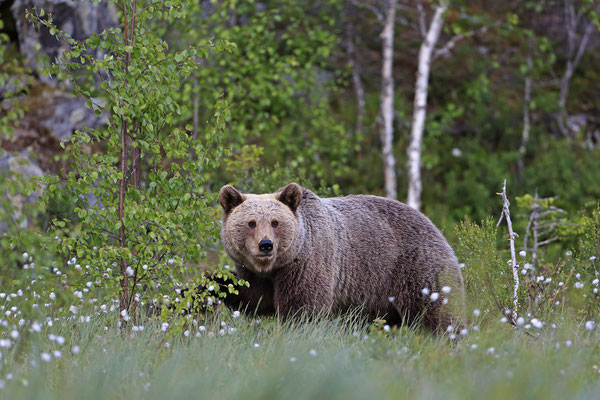 Braunbaer Ursus arctos brown bear 0001