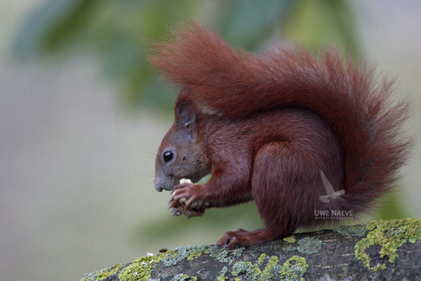 Eichhoernchen,Sciurus vulgaris,Red Squirrel 0001