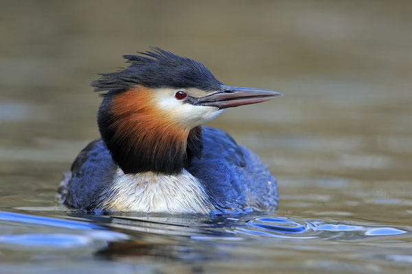 Haubentaucher Podiceps cristatus Great crested grebe 0080