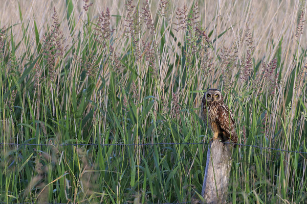 Sumpfohreule,Asio flammeus,Short eared Owl 0001