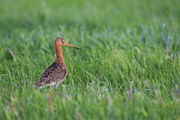 Uferschnepfe Limosa limosa Black tailed Godwit 0009