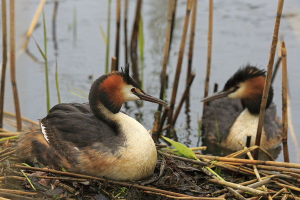 Haubentaucher Podiceps cristatus Great crested grebe 0015