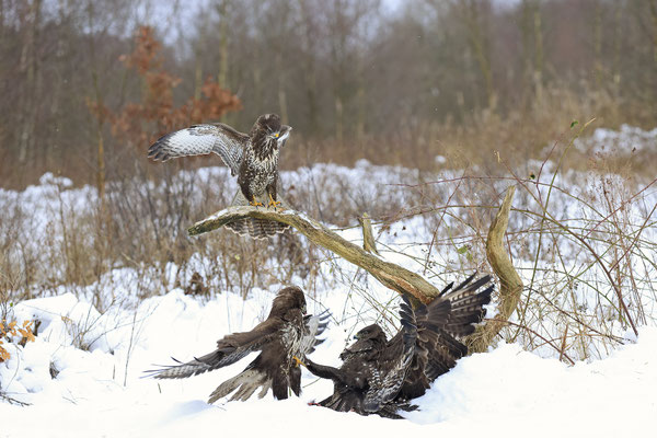 Mäusebussard,Buteo buteo,Common Buzzard 0281
