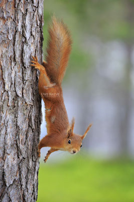 Eichhoernchen,Sciurus vulgaris,Red Squirrel 0014