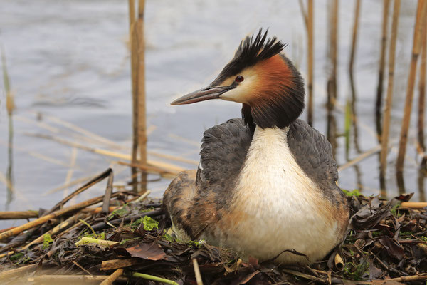 Haubentaucher Podiceps cristatus Great crested grebe 0006