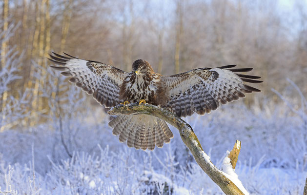 Mäusebussard,Buteo buteo,Common Buzzard 0253