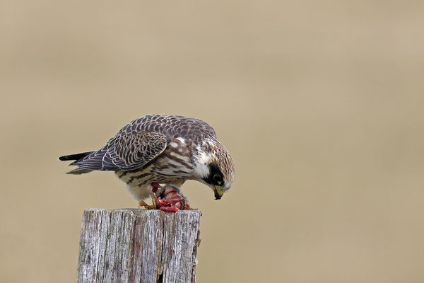 Rotfussfalke,Falco vespertinus,Red-footed falcon 0001