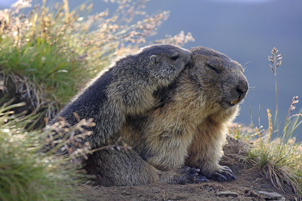 Alpenmurmeltier,Marmota,Marmot 0099