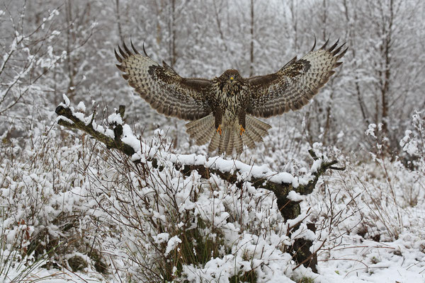 Mäusebussard,Buteo buteo,Common Buzzard 0177