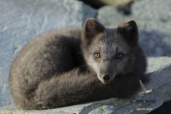 Polarfuchs,Eisfuchs,Arctic Foxes,Alopex lagopus,Vulpex lagopus 0050