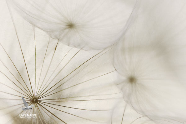 Fruchtstand des Wiesenbocksbarts Tragopogon pratensis 0004