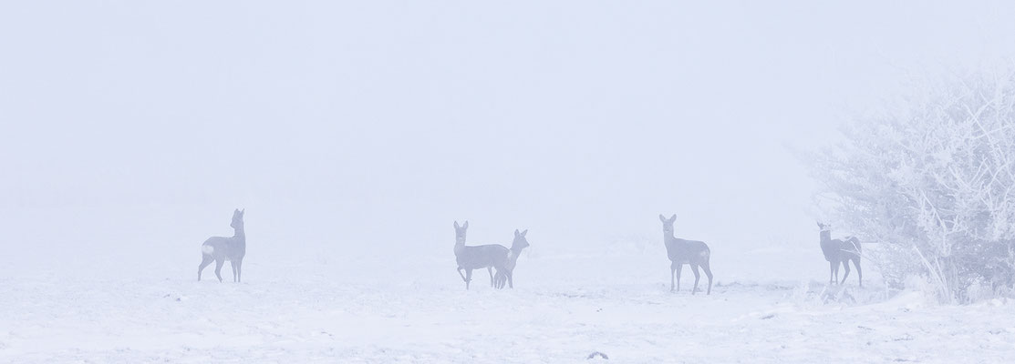 Rehe 0307