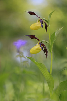 Gelber Frauenschuh,Cypripedium calceolus,yellow lady s slipper orchid 0009