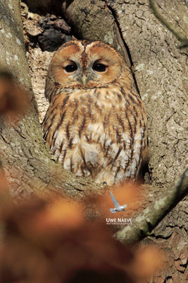 Waldkauz,Strix aluco,Tawny Owl 0033