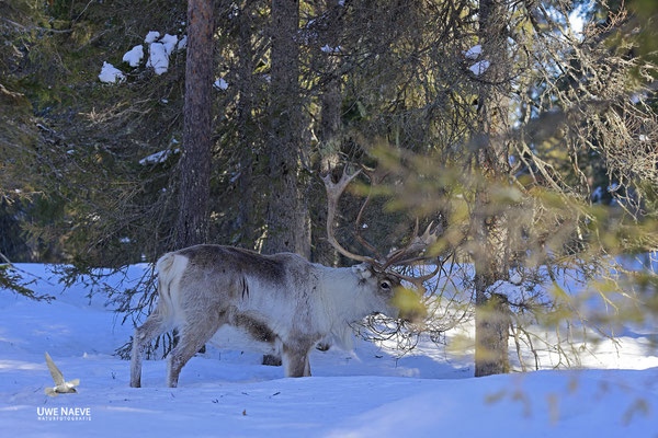 Ren Rentier Rangifer tarandus Reindeer 0152