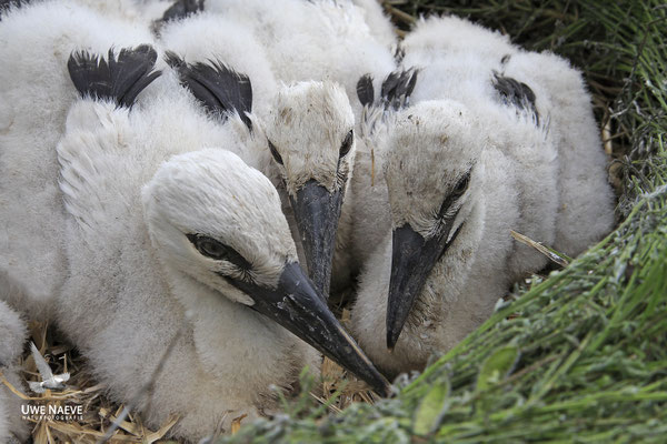 Weissstorch,White Stork,Ciconia ciconia 0120