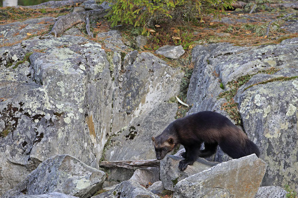 Vielfrass Baerenmarder Jaerv Wolverine Gulo gulo 0008
