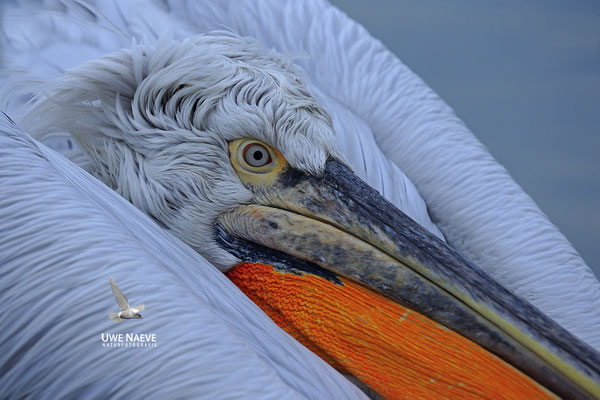 Krauskopfpelikan,Dalmatien pelican,pelecanus crispus 0031