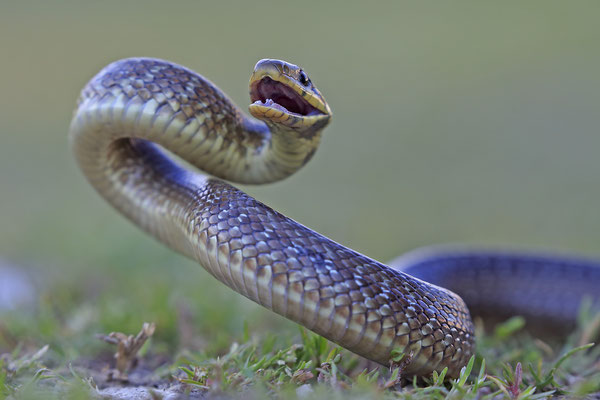 Äskulapnatter,Zamenis Congissimus,Aesculapian Snake 0002