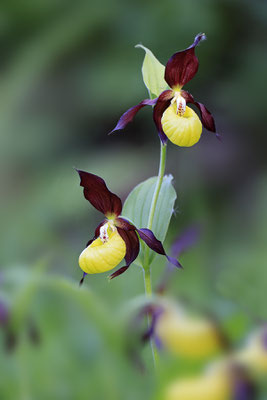 Gelber Frauenschuh,Cypripedium calceolus,yellow lady s slipper orchid 0008