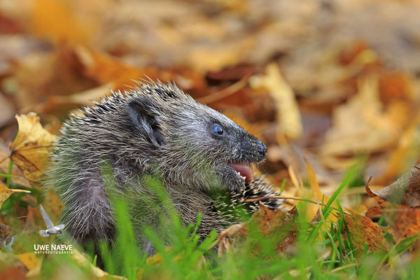 Europaeischer Igel,European Hedgehog,Erinaceus europeas 0026