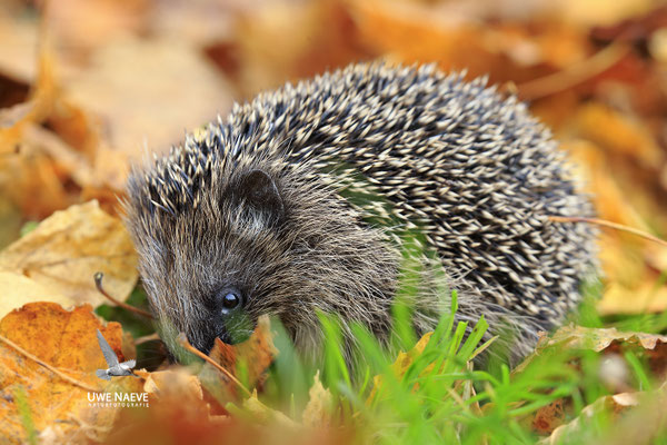 Europaeischer Igel,European Hedgehog,Erinaceus europeas 0024