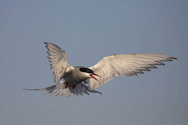 Küstenseeschwalbe,ArcticTern,Sterna paradisaea 0015