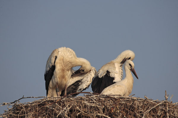 Weissstoerche,White Stork,Ciconia ciconia  0065