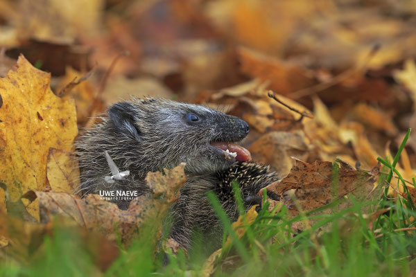 Europaeischer Igel,European Hedgehog,Erinaceus europeas 0030