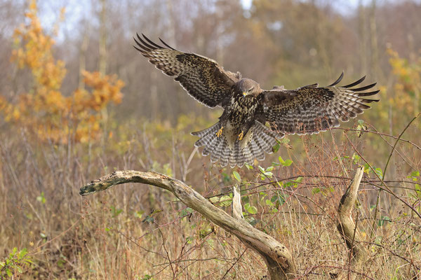 Mäusebussard,Buteo buteo,Common Buzzard 0260