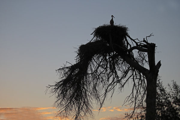 Weissstorch,White Stork,Ciconia ciconia 0107