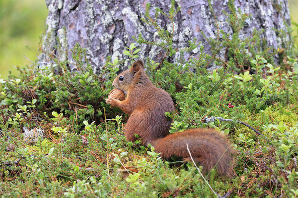 Eichhoernchen,Sciurus vulgaris,Red Squirrel 0041