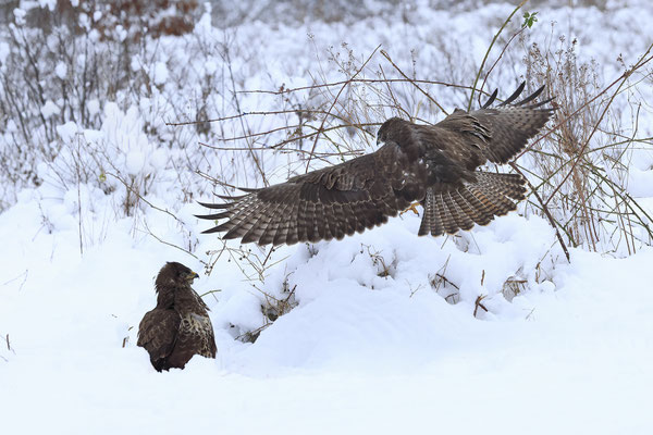 Mäusebussard,Buteo buteo,Common Buzzard 0270