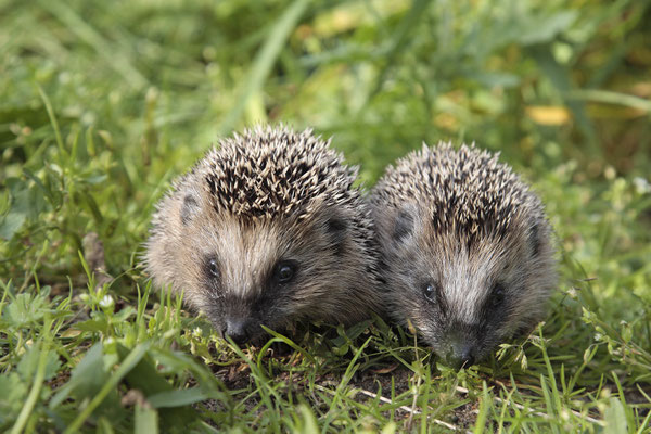 Europaeischer Igel,European Hedgehog,Erinaceus europeas 0013