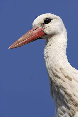 Weissstorch,White Stork,Ciconia ciconia 0076