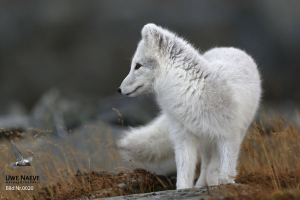Polarfuchs,Eisfuchs,Arctic Foxes,Alopex lagopus,Vulpex lagopus 0020