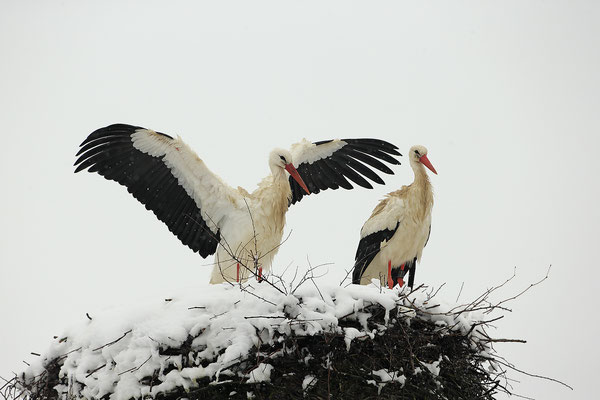 Weissstorch,White Stork,Ciconia ciconia 0118