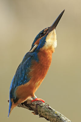 Eisvogel,Alcedo atthis,River King fisher 0055