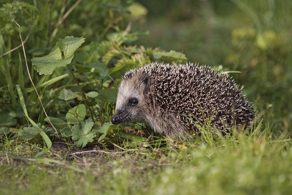 Europaeischer Igel,European Hedgehog,Erinaceus europeas 0020